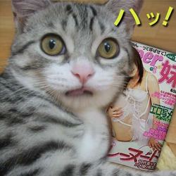 オススメ有料アダルトサイト|無修正動画が観たいアナタへ